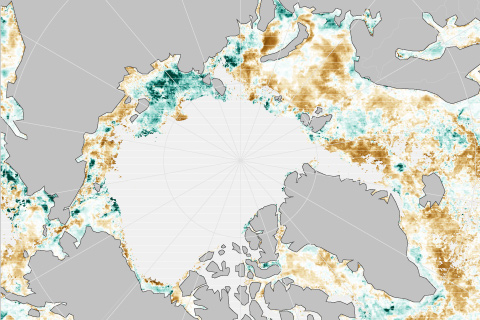 Sea ice withers while phytoplankton blooms in the Arctic