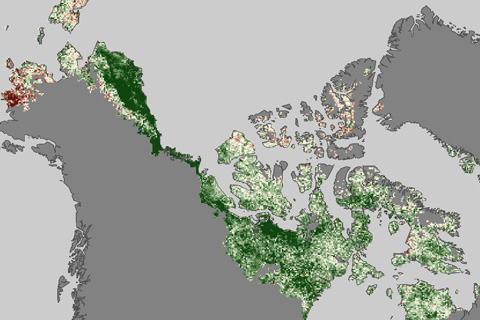 Arctic Tundra Growing "Greener" From Warmer Summers