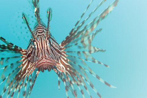 Warming Atlantic may invite greedy lionfish to North Carolina coast