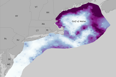 Warming ocean temperatures push lobster populations north 