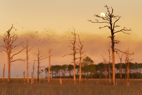 The Future of Maryland's Blackwater Marsh