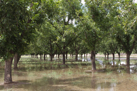 The Costs of Drought on the Rio Grande