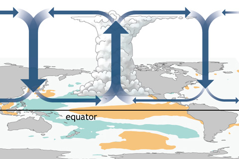 The Walker Circulation: ENSO's atmospheric buddy