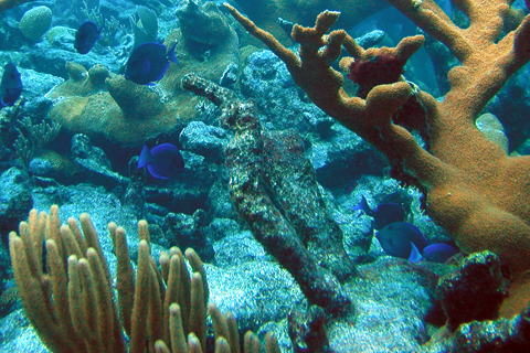 NOAA’s Coral Bleaching Outlook