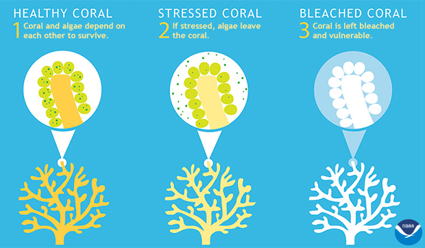 Coral bleaching infographic