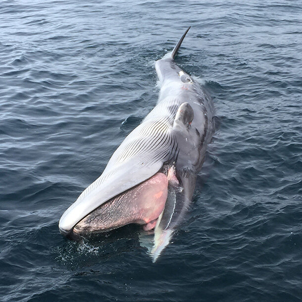 Photo showing a dead fin whale calf floating off Marmot Bay in Kodiak Island, Alaska.