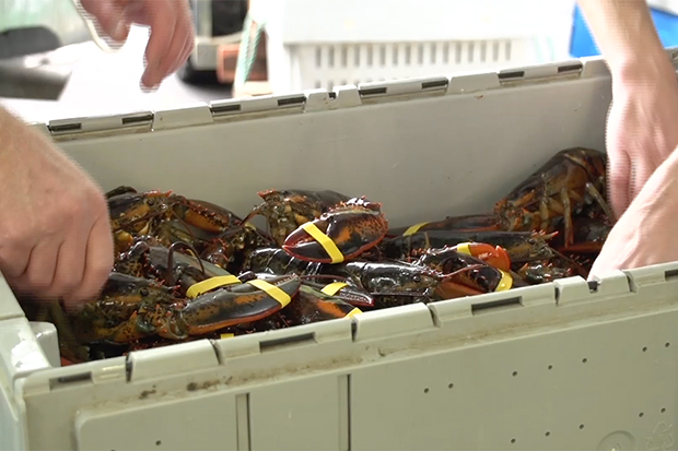 A tub of lobsters with their claws wrapped in rubber bands