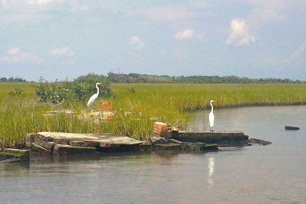 Birds at the Leeville Cemetery