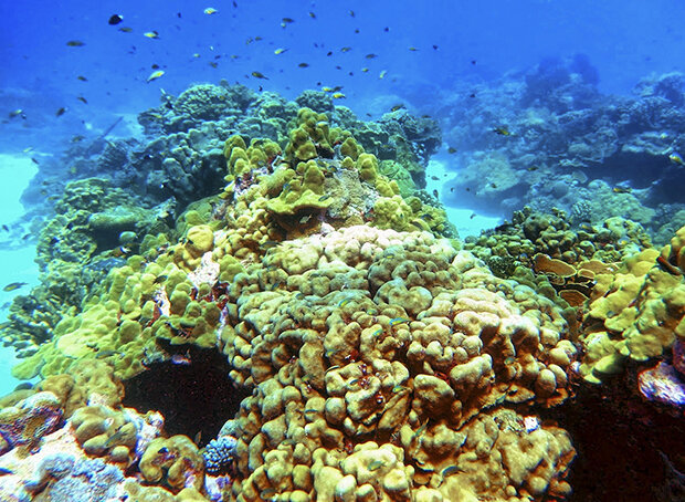 Healthy coral reef