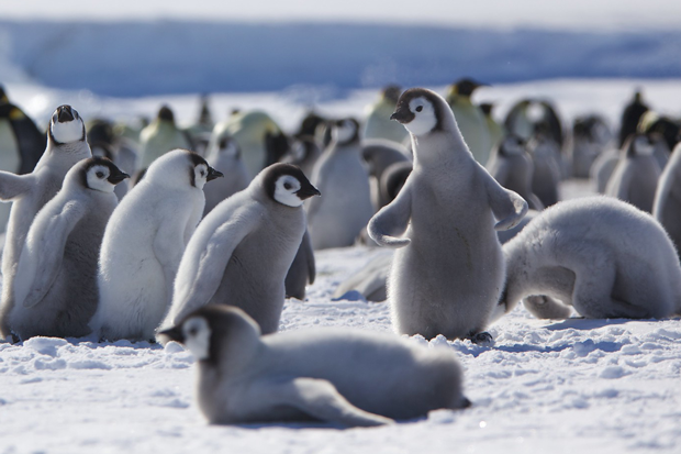 Penguin chicks