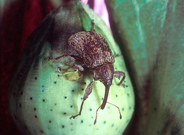 Boll weevil