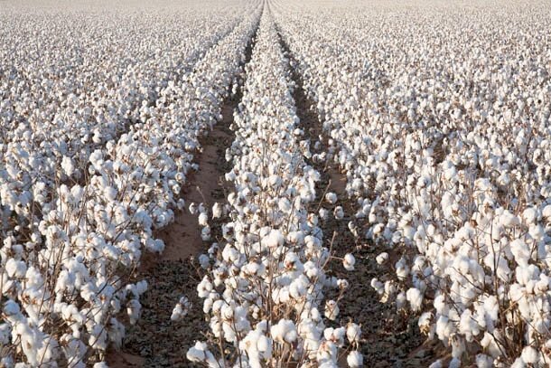 Cotton field