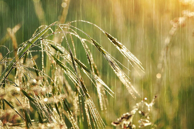 Rain falling on grass