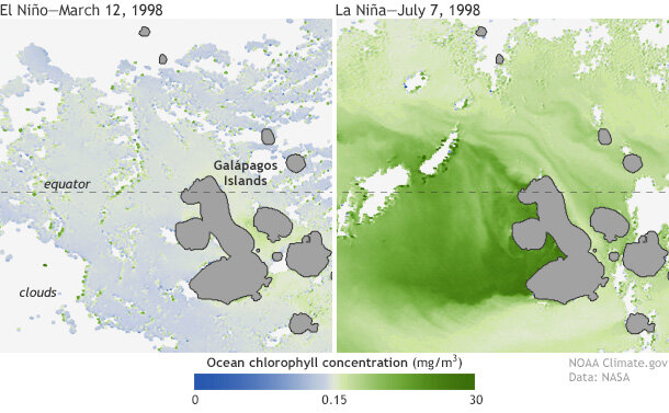 Phytoplankton near Galápagos