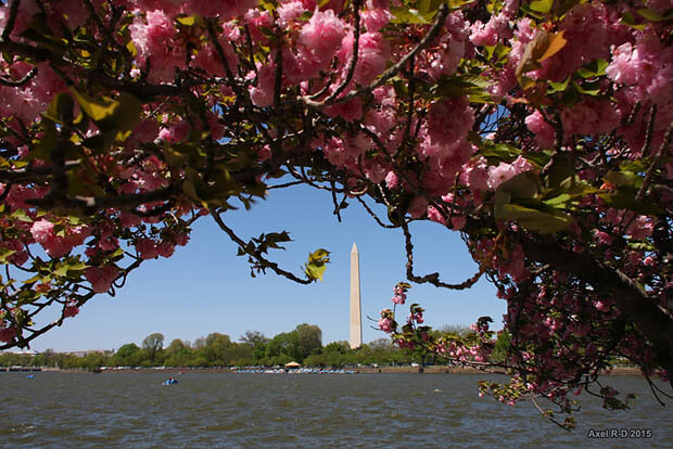 Cherry blossoms in Washington, DC