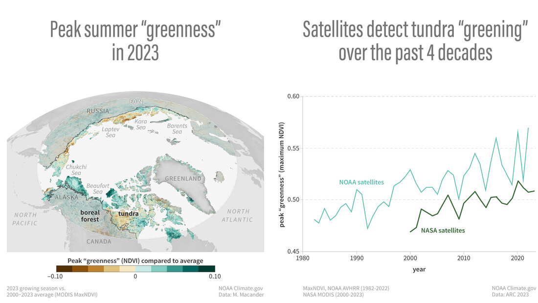 Map of Arctic tundra showing 2023 greenness patterns next to a time series of peak satellite greenness over past 40 years