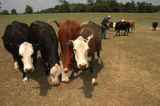 Map image for Southern Drought Tests Cattle Industry