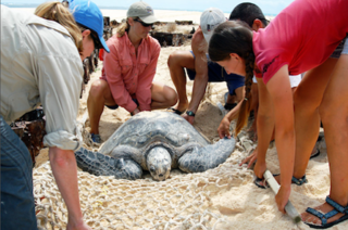 Map image for Rising Sea Levels Threaten Hawaiian Sea Turtles’ Nesting Sites