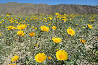 Map image for A superbloom of wildflowers overtakes California&#039;s southeastern deserts in March 2017