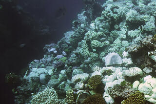 Map image for Great Barrier Reef suffers through record-breaking bleaching event