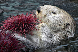 Map image for Caring for sea otters offers climate bonus 